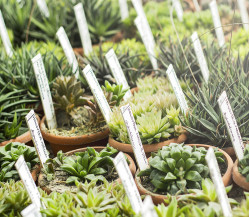 Vente de plantes à Lyon 7